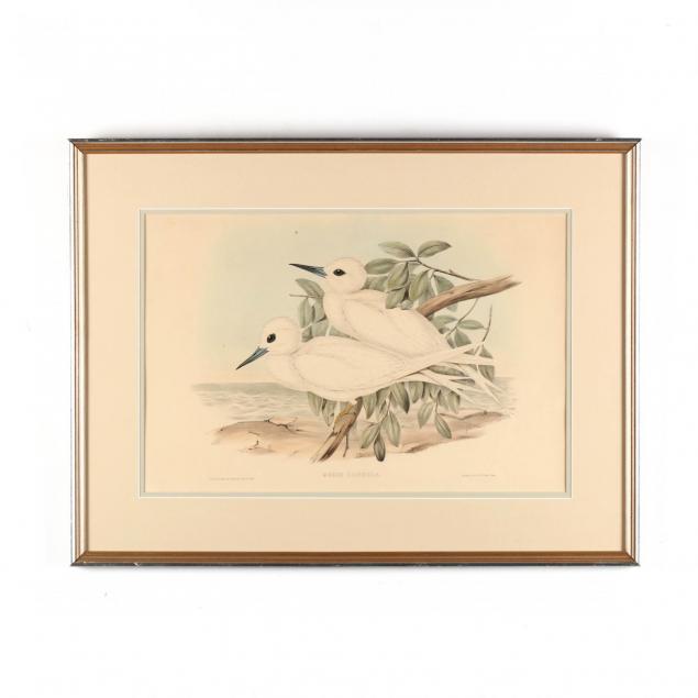 j-gould-h-c-richter-19th-century-i-gygis-candida-white-tern-i