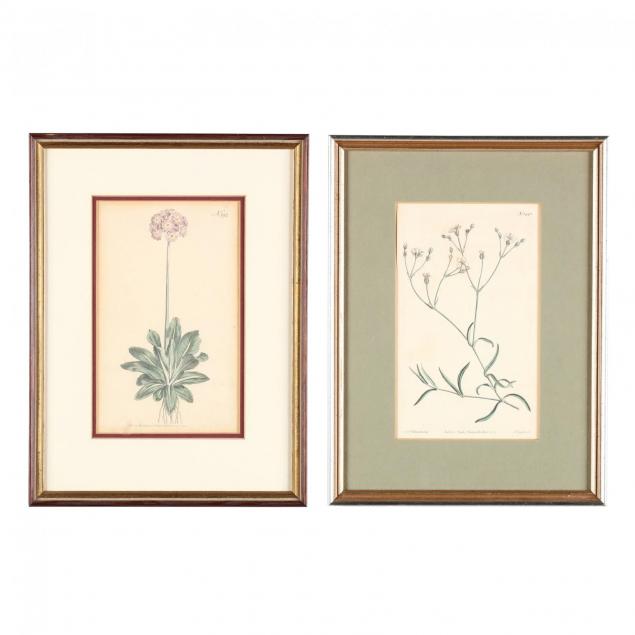 two-antique-prints-from-i-curtis-botanical-magazine-i