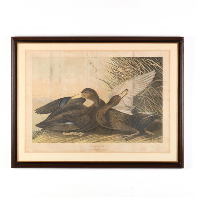 john-james-audubon-american-1785-1851-i-dusky-duck-i