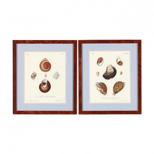 pair-of-hand-colored-conchological-prints