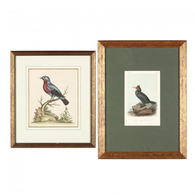 two-original-ornithological-prints-18th-and-19th-century