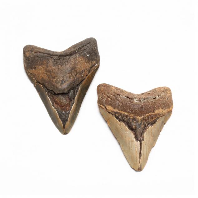 two-fossilized-megalodon-teeth