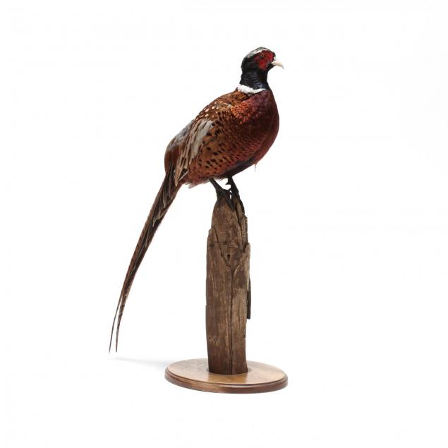 taxidermy-pheasant-mount