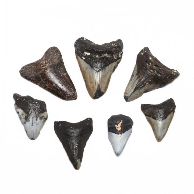 seven-prehistoric-shark-teeth