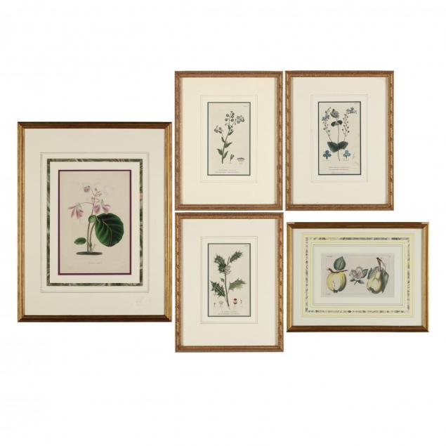 group-of-5-framed-antique-botanical-prints