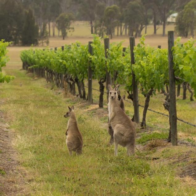 1997-1998-australian-shiraz