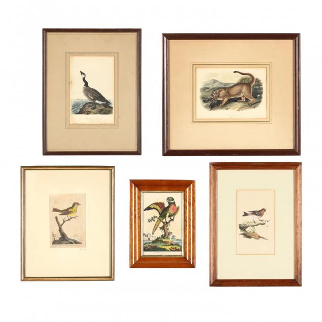 group-of-five-antique-zoological-prints