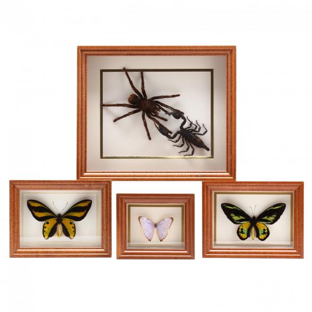 four-insect-shadow-box-displays