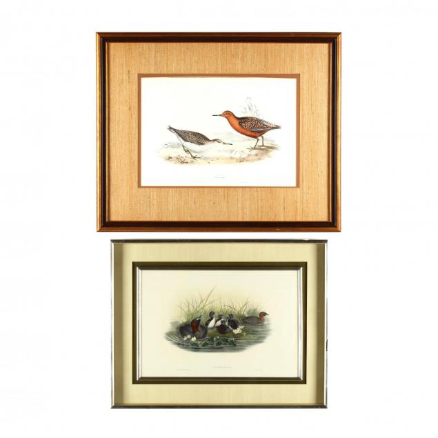j-gould-h-c-richter-19th-century-two-ornithological-prints