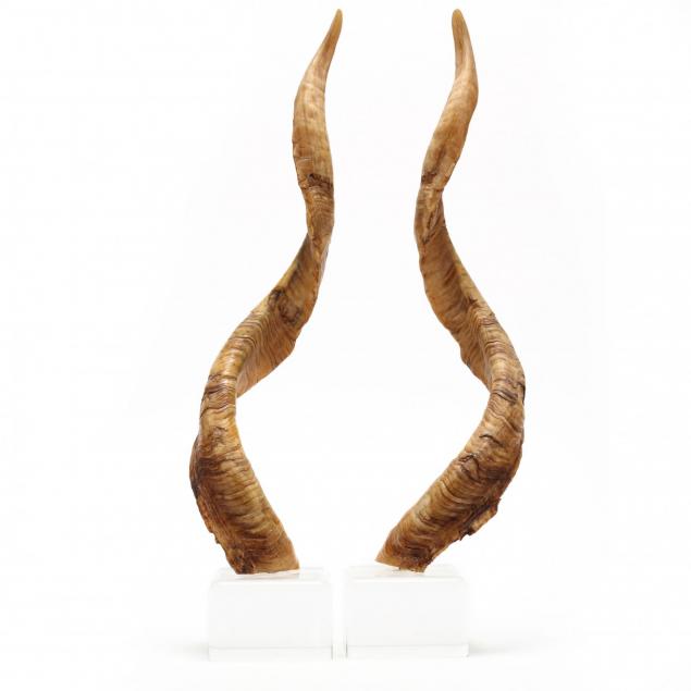 pair-of-kudo-horns-on-lucite-bases