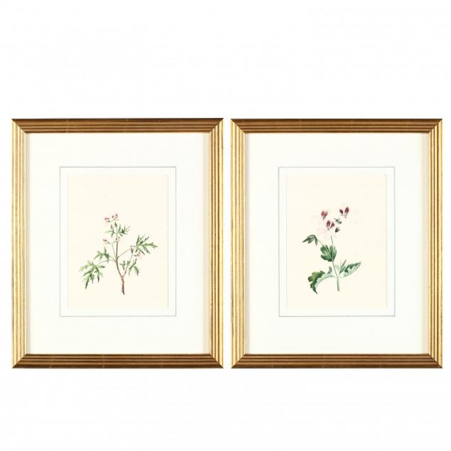 pair-of-19th-century-english-botanical-watercolors