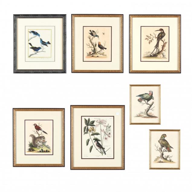 group-of-7-early-ornithological-engravings