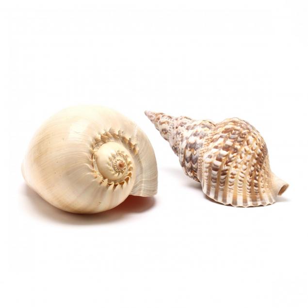 two-oversized-seashells