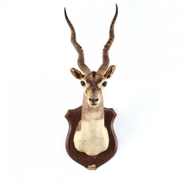 mounted-african-impala-head