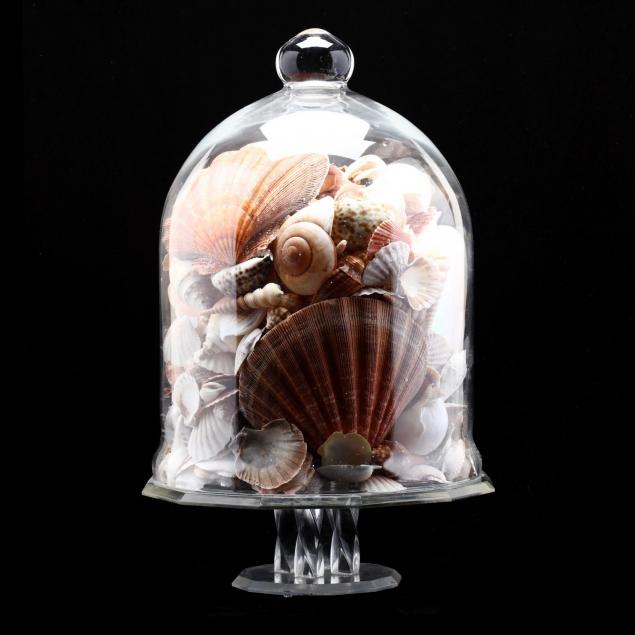 glass-cloche-with-seashell-collection