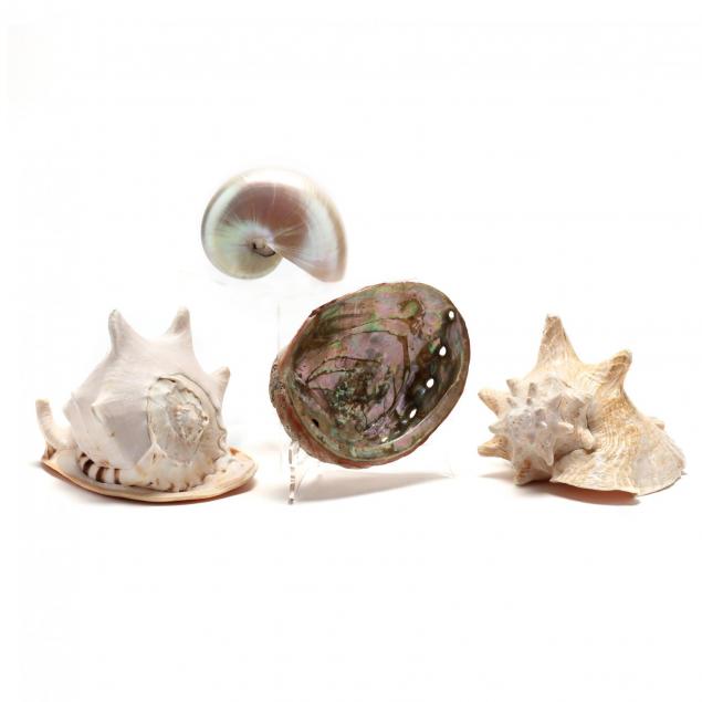 four-decorative-seashells