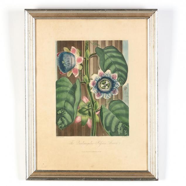 robert-john-thornton-br-born-circa-1768-1837-the-quadrangular-passion-flower