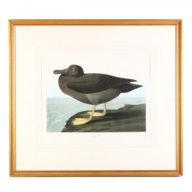 after-john-james-audubon-american-1785-1851-i-dusky-albatros-i