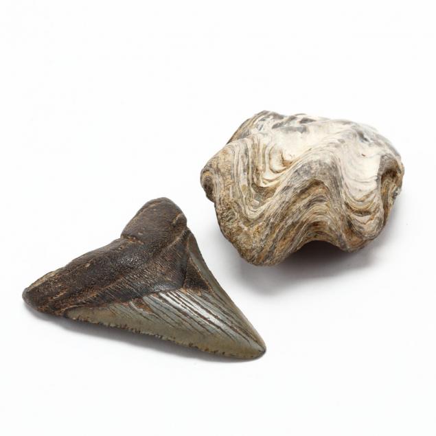megaladon-shark-tooth-and-fossilized-clam