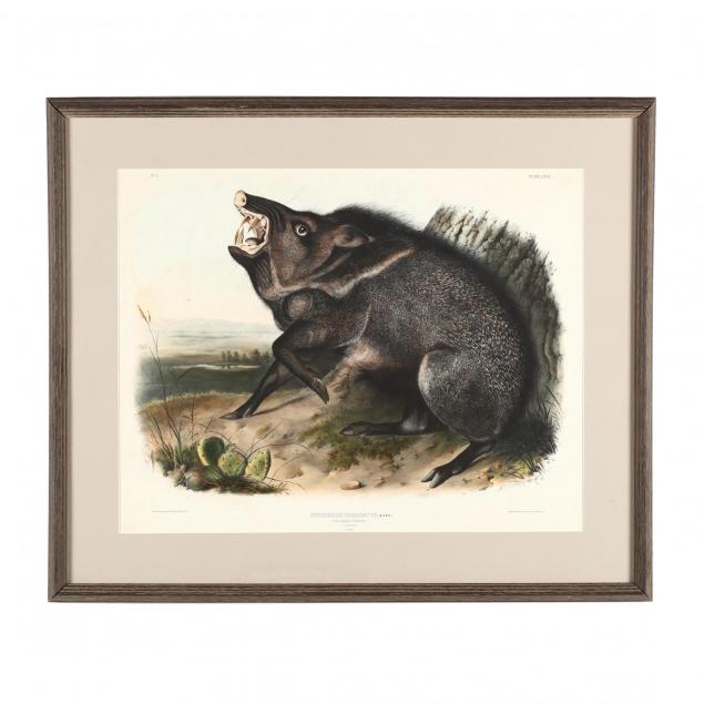 after-john-james-audubon-american-1785-1851-i-dycoteles-torquatus-collared-peccary-i