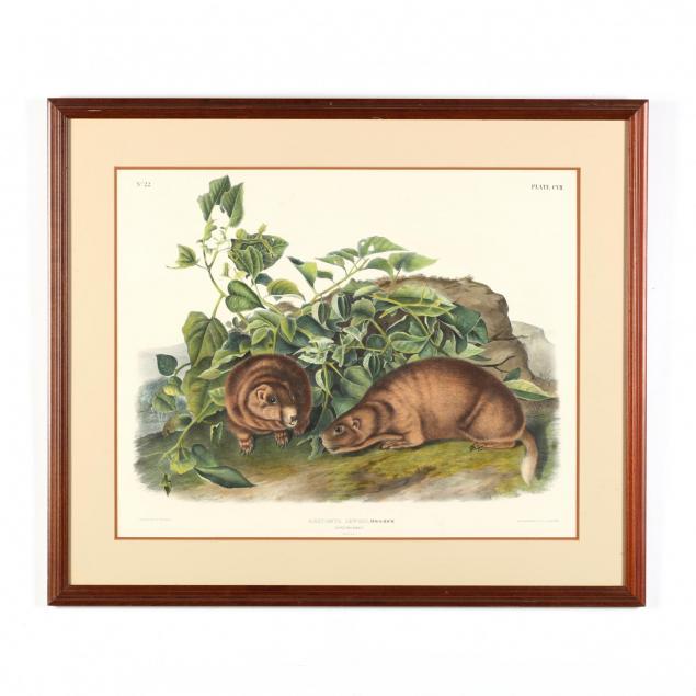 after-john-james-audubon-american-1785-1851-i-arctomys-lewisii-lewis-marmot-i