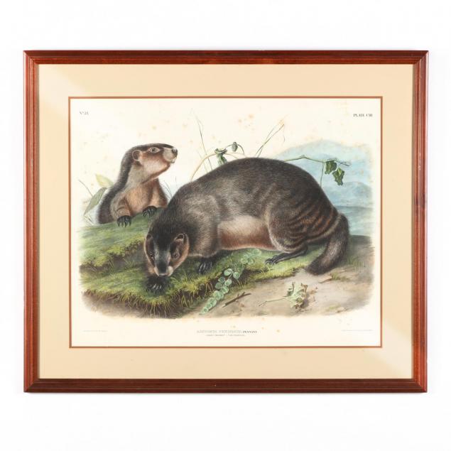 after-john-james-audubon-american-1785-1851-i-arctomys-pruinosus-hoary-marmot-the-whistler-i