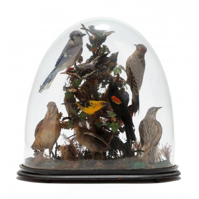 victorian-taxidermy-bird-diorama