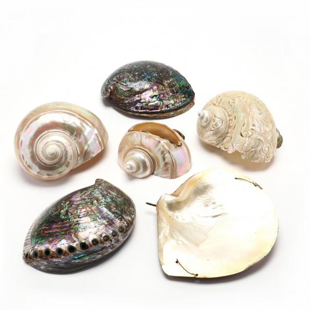 group-of-decorative-seashells