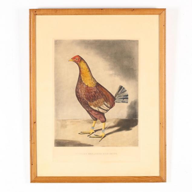 a-cock-fighting-engraving-i-streaky-breasted-red-dunn-i