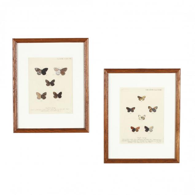 pair-of-antique-german-butterfly-engravings