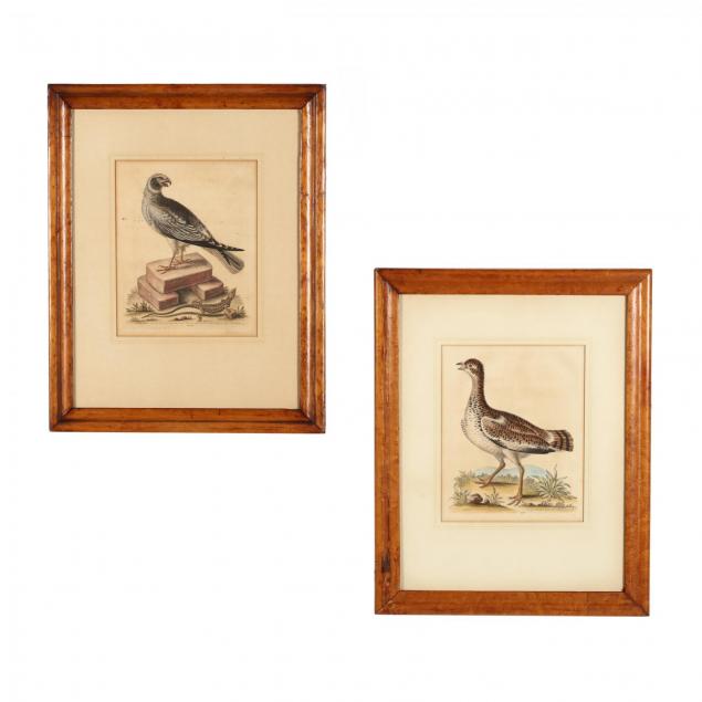 george-edwards-british-1694-1773-two-ornithological-prints