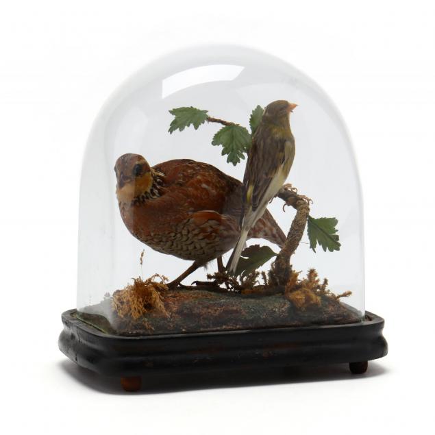 antique-taxidermy-birds-display