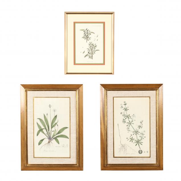 three-framed-botanical-prints