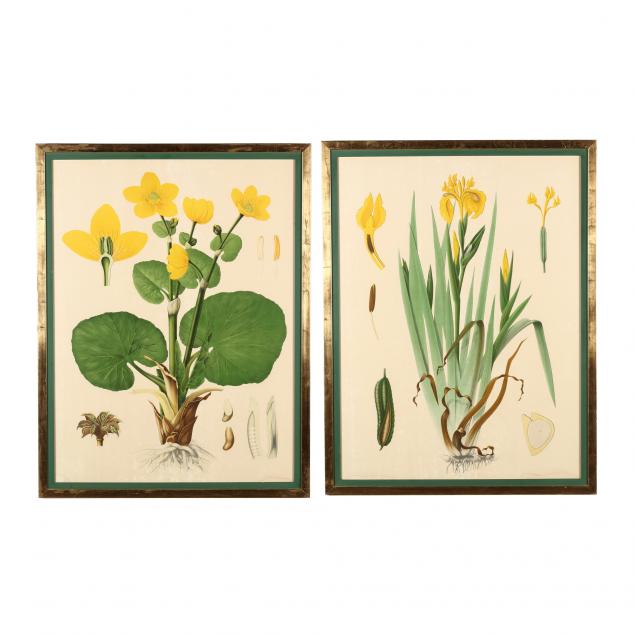 pair-of-large-antique-botanical-lithographs