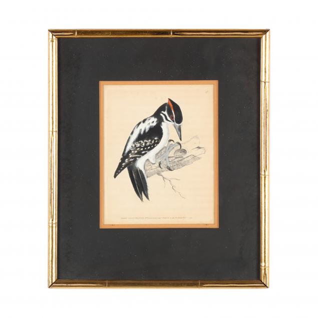 william-lewin-british-1747-1795-i-hairy-woodpecker-i