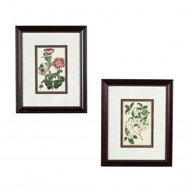 pair-of-antique-botanical-prints