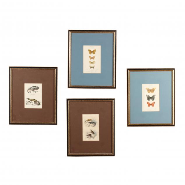 four-antique-french-naturalist-prints