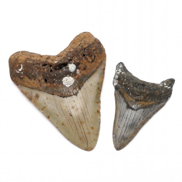 two-megaladon-teeth