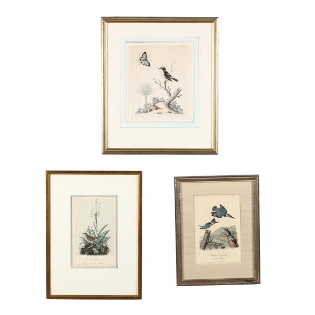 three-antique-ornithological-prints