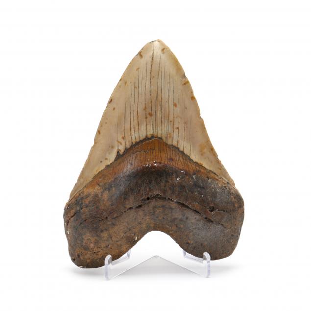 large-6-in-megalodon-tooth