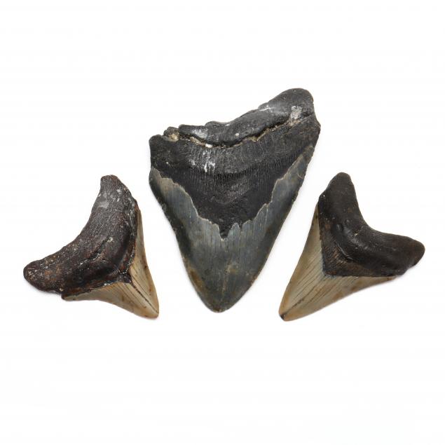 three-megalodon-teeth