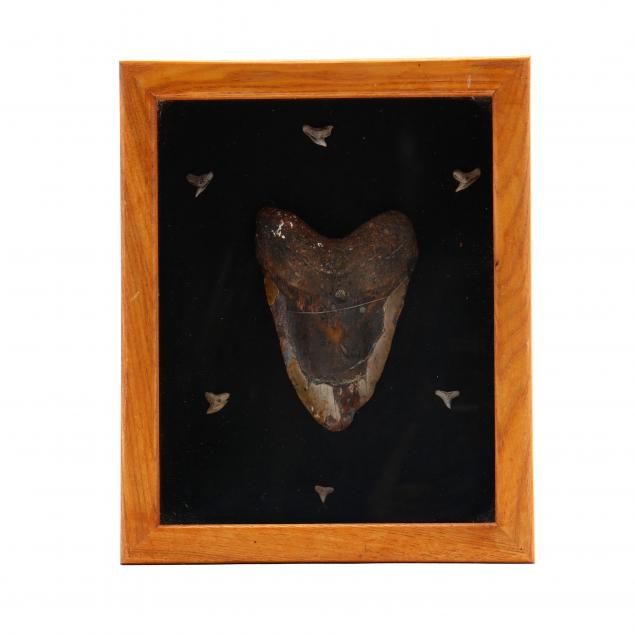large-megalodon-tooth-in-shadowbox-display