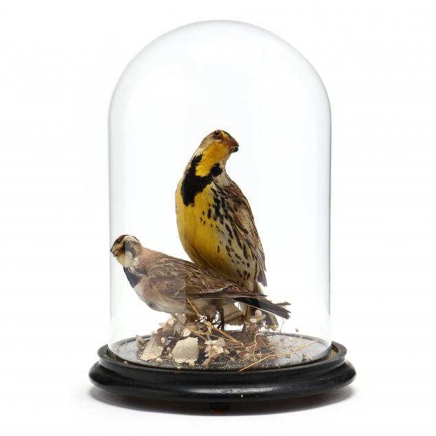 vintage-taxidermy-meadowlarks-with-cloche