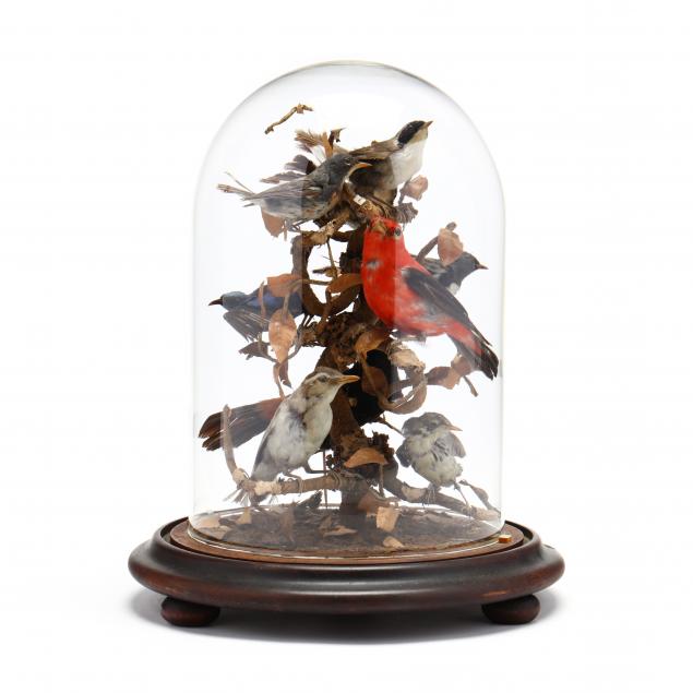 antique-taxidermy-bird-diorama