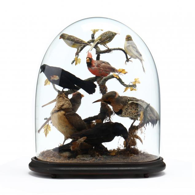 antique-taxidermy-bird-diorama