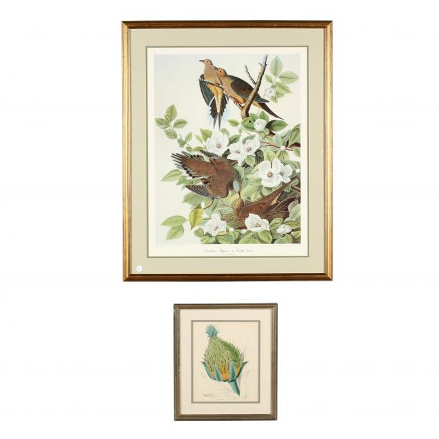 two-framed-naturalist-prints