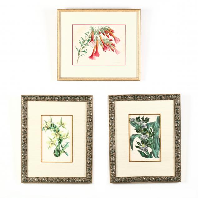 three-antique-hand-colored-botanical-prints