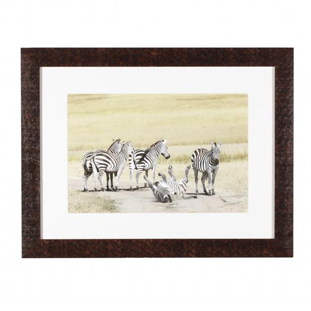 george-grubb-ny-i-plains-zebra-frolicking-in-maasai-mara-national-reserve-kenya-i