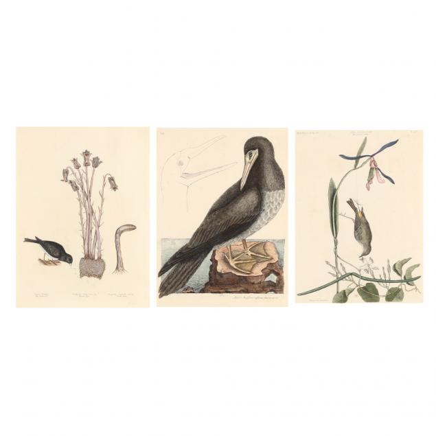 mark-catesby-british-1679-1749-three-prints-from-i-the-natural-history-of-carolina-florida-and-the-bahama-islands-i