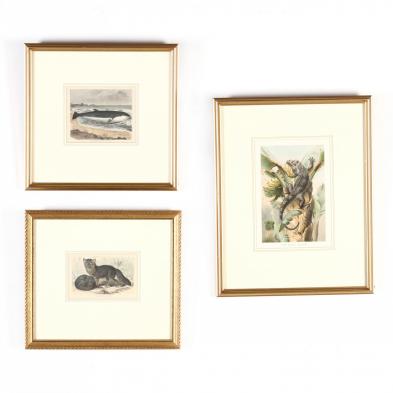 three-antique-naturalist-prints-a-whale-an-iguana-and-a-fox
